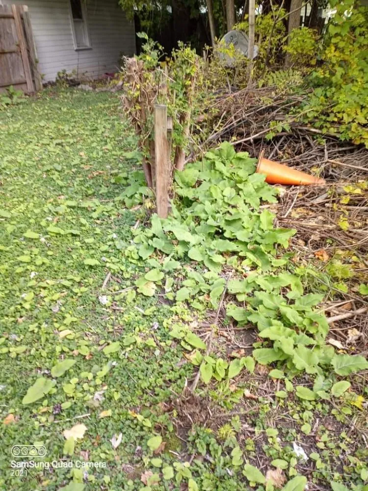 Top-rated lawn mowing service near you in Toledo, OH by Eric's lawn care &more