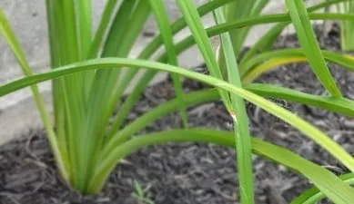 Professional lawn care service for beautiful yards across Hamilton, OH - Eric's Lawn Service