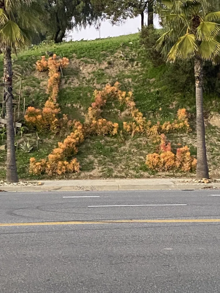 Professional residential landscaping with custom design in Los Angeles, CA by Eric’s Yard Work