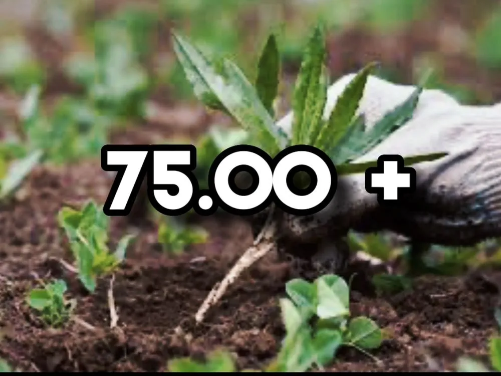 Affordable residential landscaping for beautiful yards across Erie, CO - Erie Lawn Boys