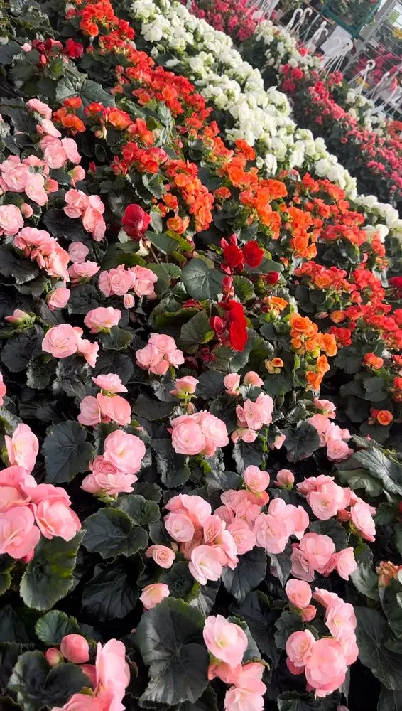 Local garden landscaping in Jamaica, NY - Erik Maldonado Landscaping