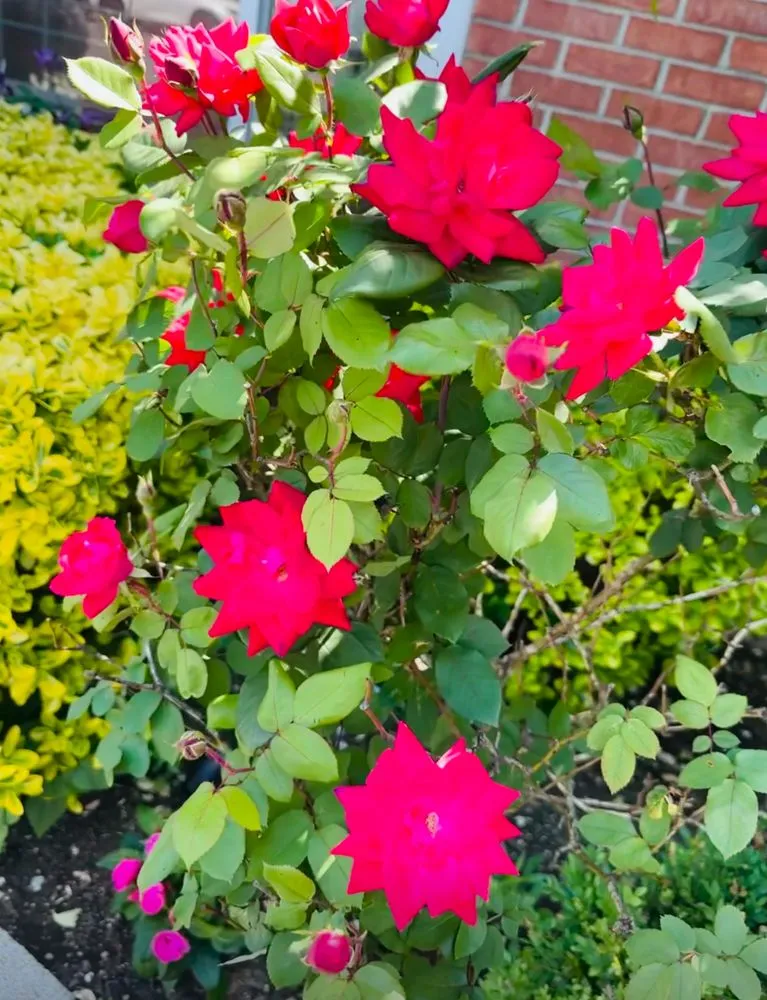 Trusted garden landscaping in Jamaica, NY by Erik Maldonado Landscaping