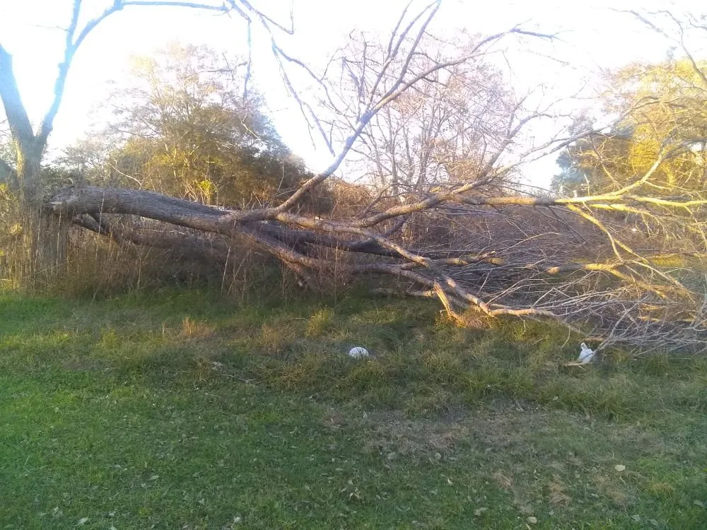 Trusted yard maintenance for outdoor upgrades in Garwood, TX by Erik Services