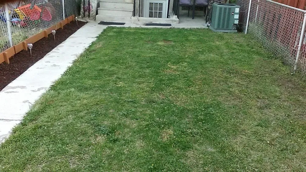 Reliable lawn care service for year-round maintenance across Dundalk, MD - Eriks lawn care