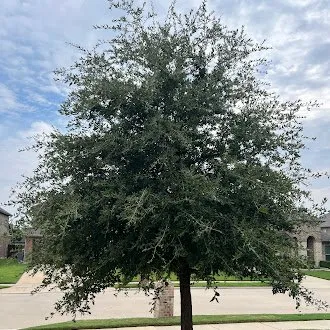 Top-rated outdoor landscaping experts serving Frisco, TX - Erik's Tree & Lawn Care Services