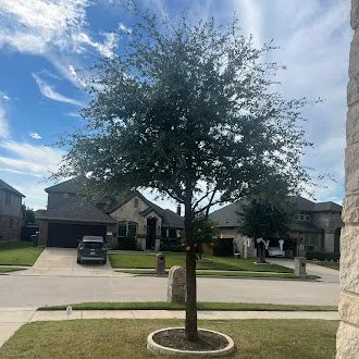 Reliable lawn mowing service in Frisco, TX by Erik's Tree & Lawn Care Services