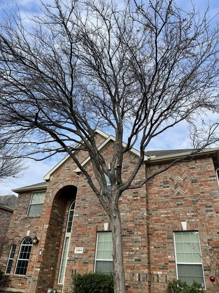 Affordable garden landscaping in Frisco, TX by Erik's Tree & Lawn Care Services