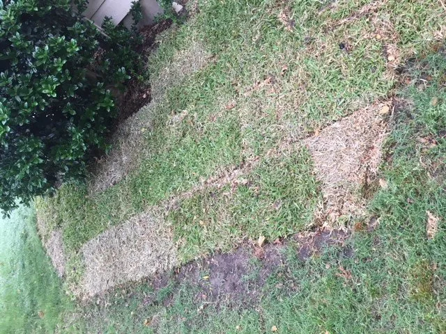 Top-rated outdoor landscaping in Frisco, TX by Erik's Tree & Lawn Care Services