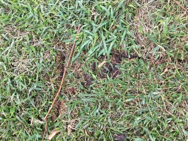 Local yard cleanup service in Frisco, TX - Erik's Tree & Lawn Care Services