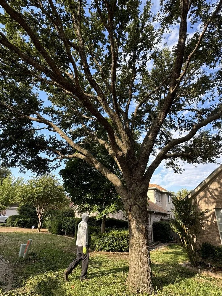 Top-rated outdoor landscaping experts serving Frisco, TX - Erik's Tree & Lawn Care Services