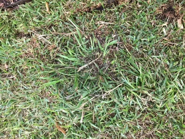 Affordable landscaping services in Frisco, TX - Erik's Tree & Lawn Care Services