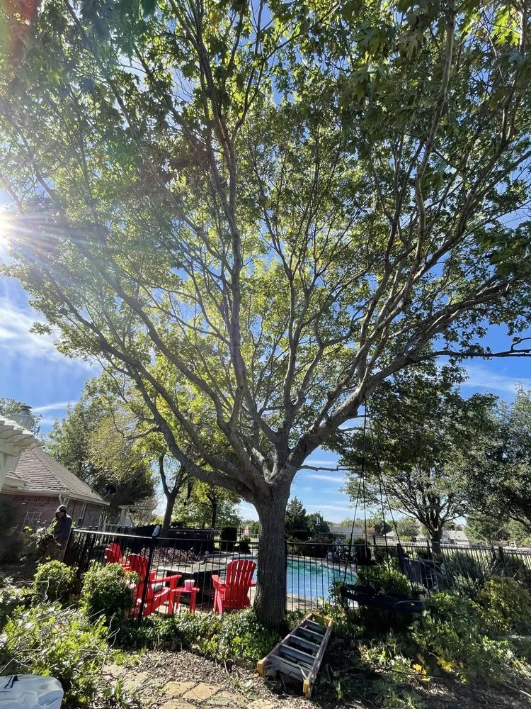 Affordable yard maintenance for year-round maintenance in Frisco, TX by Erik's Tree & Lawn Care Services