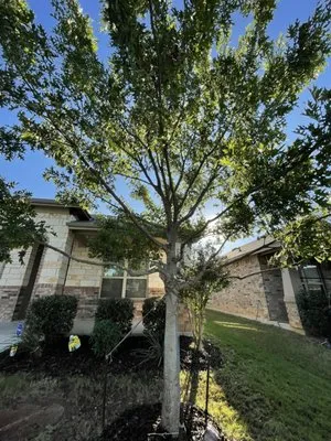 Erik's Tree & Lawn Care Services Logo