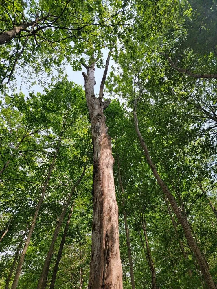 Custom yard cleanup service in New Castle, IN by Erik’s Tree and Landscaping