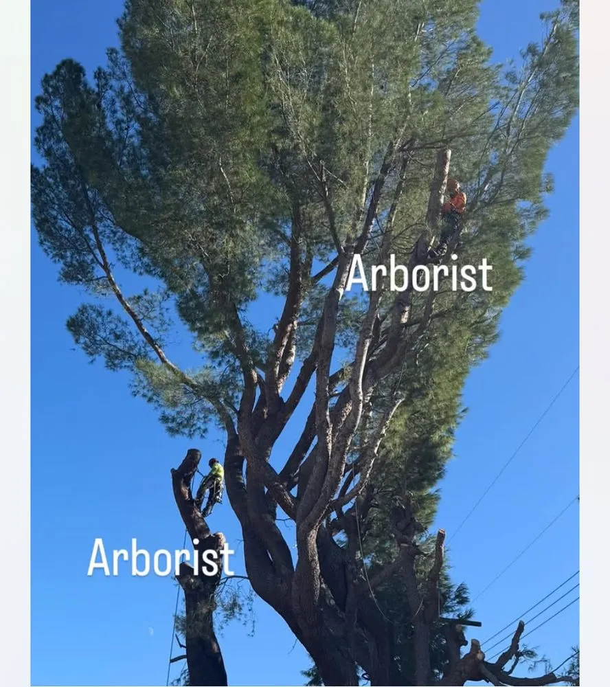 Trusted landscape design in Santa Clarita, CA by Erik's Tree Service & Brush Clearance