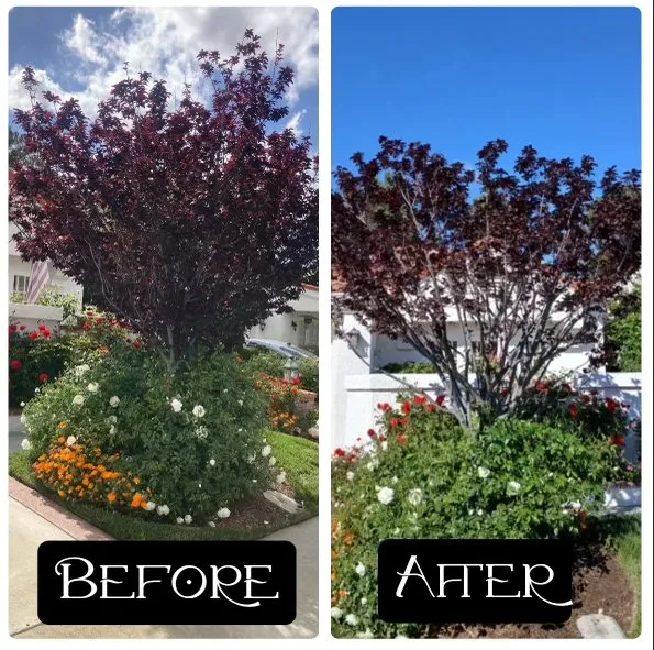 Professional lawn care service experts serving Santa Clarita, CA - Erik's Tree Service & Brush Clearance