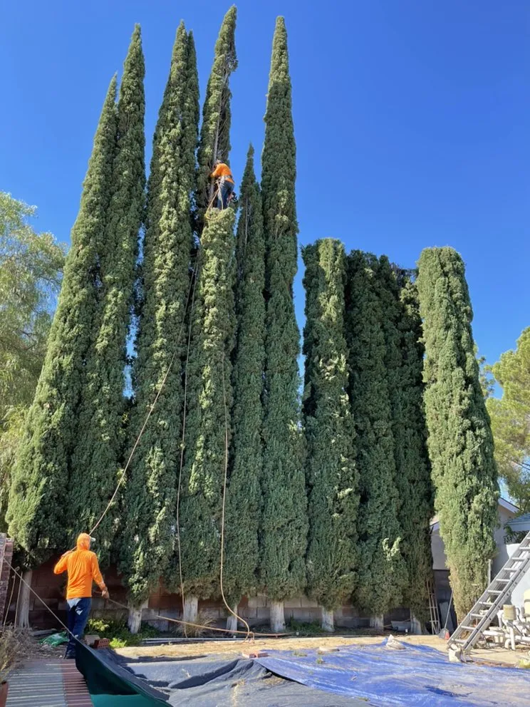 Affordable lawn care service in Santa Clarita, CA - Erik's Tree Service & Brush Clearance