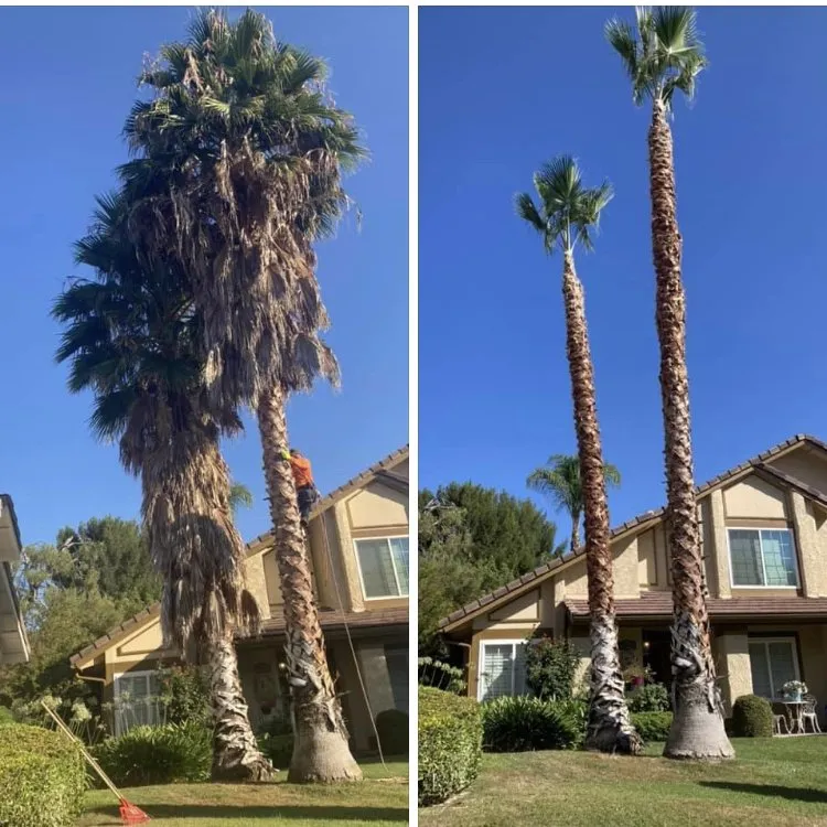 Affordable yard cleanup service in Santa Clarita, CA by Erik's Tree Service & Brush Clearance