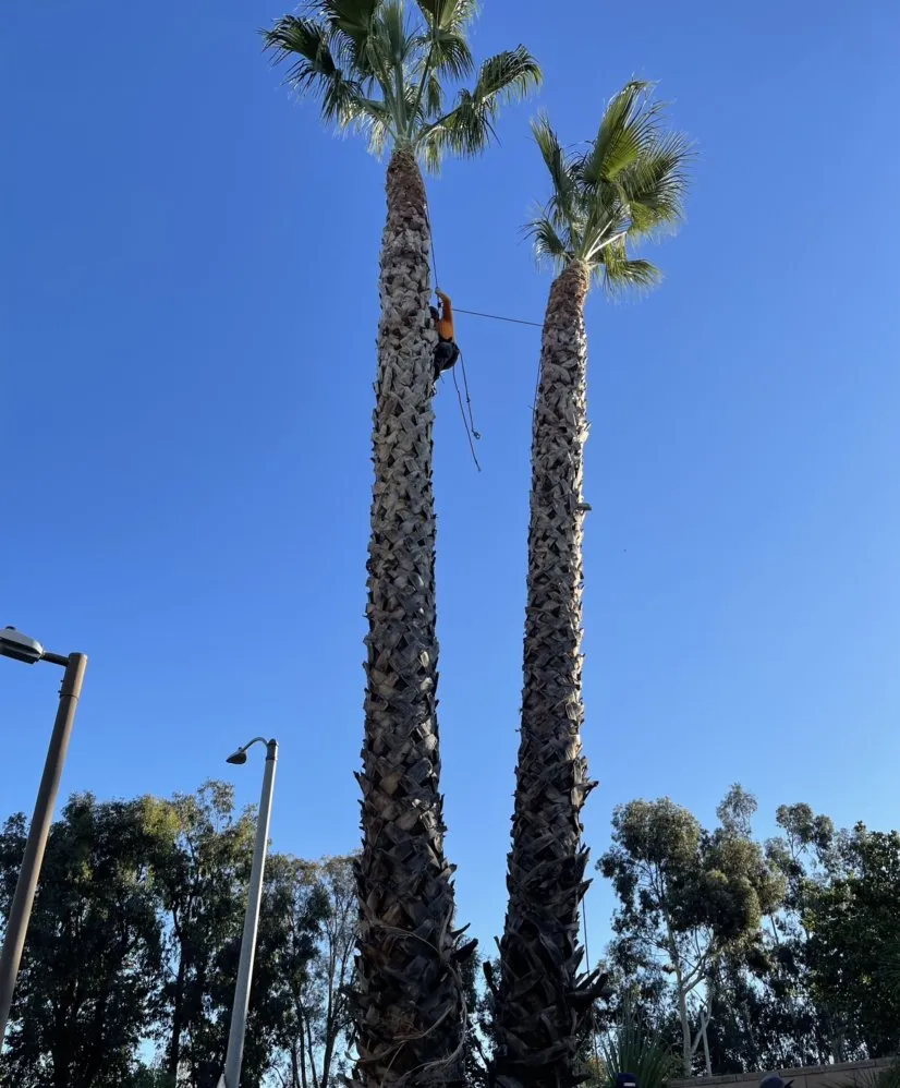 Top-rated lawn care service near you in Santa Clarita, CA by Erik's Tree Service & Brush Clearance