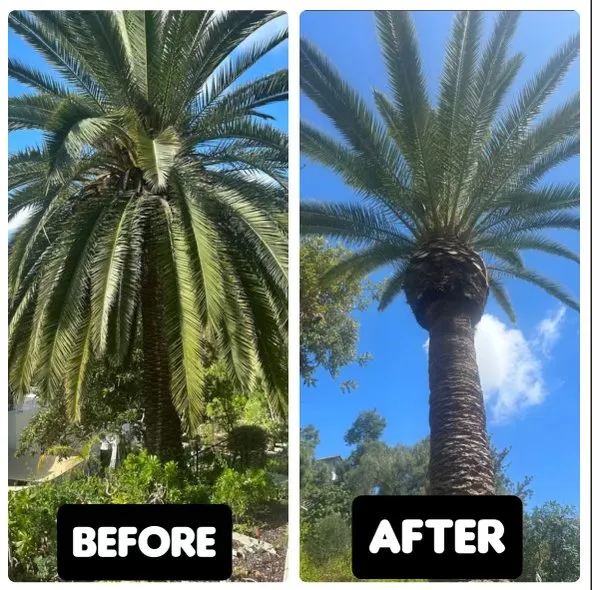 Affordable landscape installation experts serving Santa Clarita, CA - Erik's Tree Service & Brush Clearance