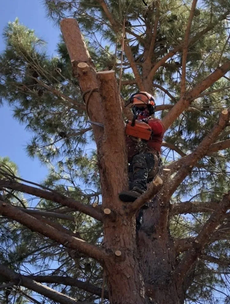 Trusted lawn care service in Santa Clarita, CA - Erik's Tree Service & Brush Clearance