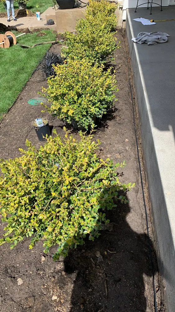 Local lawn care service for homes in Hillsboro, OR by Ernest Landscape