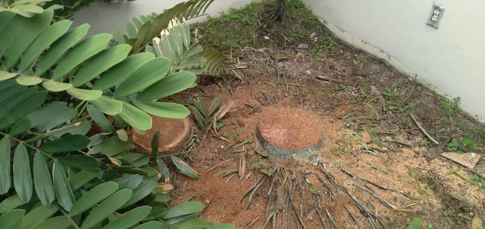 Reliable yard maintenance for residential properties in Pompano Beach, FL by Ernest Property Maintenance Lawn and Landscape