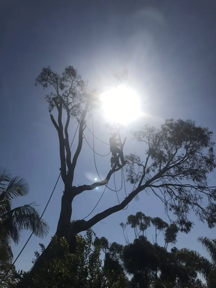 Affordable yard cleanup service in Encinitas, CA - Ernest Tree Service & Maintenance