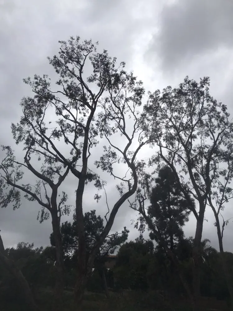 Expert lawn care service for year-round maintenance across Encinitas, CA - Ernest Tree Service & Maintenance