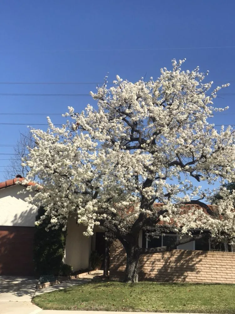 Trusted landscaping services near you across Encinitas, CA - Ernest Tree Service & Maintenance