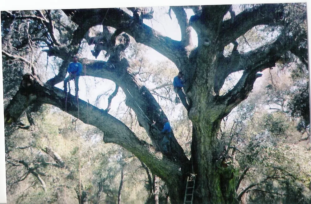 Reliable outdoor landscaping in Encinitas, CA by Ernest Tree Service & Maintenance