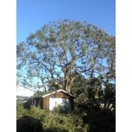 Expert landscape design in Encinitas, CA by Ernest Tree Service & Maintenance