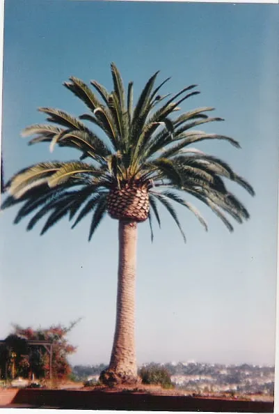 Trusted lawn care service in Encinitas, CA by Ernest Tree Service & Maintenance