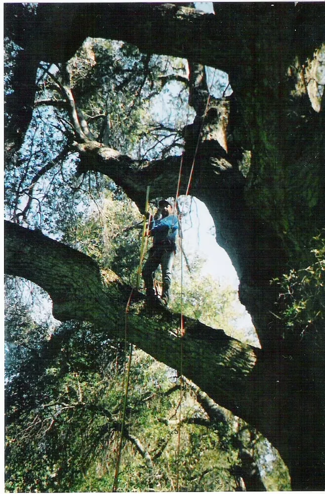 Affordable landscaping services for outdoor upgrades in Encinitas, CA by Ernest Tree Service & Maintenance