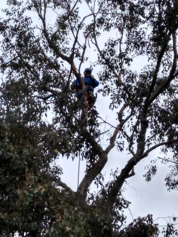 Affordable yard cleanup service in Encinitas, CA by Ernest Tree Service & Maintenance