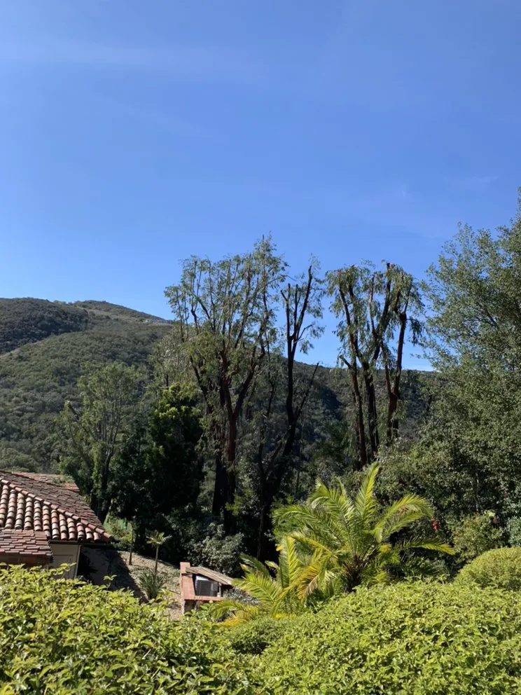 Affordable landscape installation for outdoor upgrades in Encinitas, CA by Ernest Tree Service & Maintenance