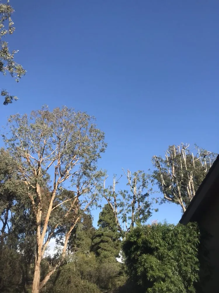 Trusted yard cleanup service experts serving Encinitas, CA - Ernest Tree Service & Maintenance