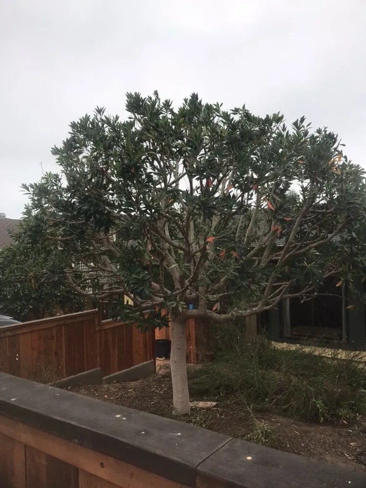 Reliable landscape design experts serving Encinitas, CA - Ernest Tree Service & Maintenance