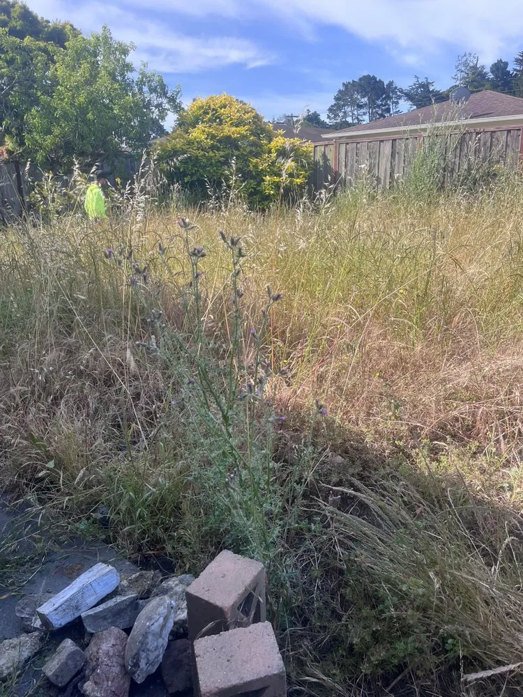 Custom yard cleanup service with custom design in San Mateo, CA by Ernesto Avina