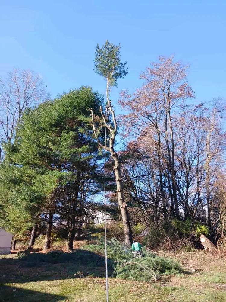 Expert yard cleanup service in Chester, PA by Ernesto Property Maintenance