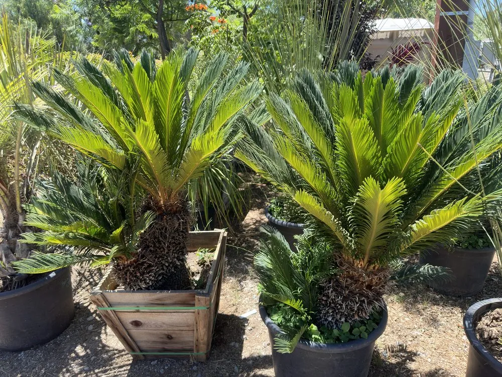 Expert landscape installation for beautiful yards in El Cajon, CA by Ernesto Romero’s Nursery