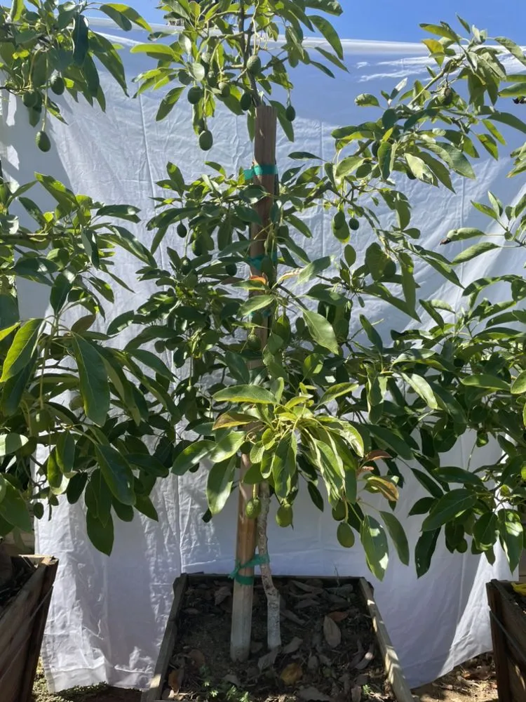 Professional lawn care service for beautiful yards in El Cajon, CA by Ernesto Romero’s Nursery