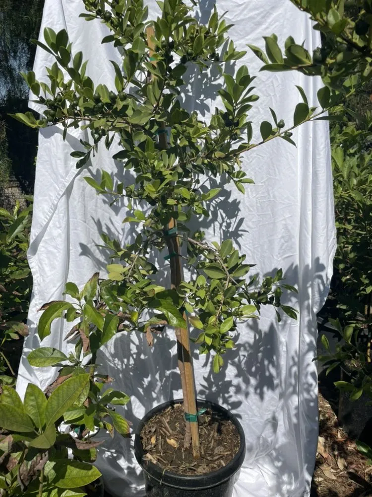 Affordable garden landscaping experts serving El Cajon, CA - Ernesto Romero’s Nursery