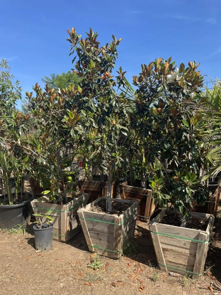 Custom outdoor landscaping in El Cajon, CA - Ernesto Romero’s Nursery
