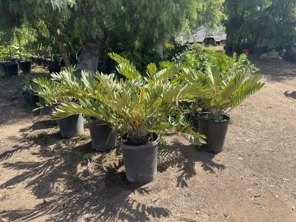 Custom outdoor landscaping experts serving El Cajon, CA - Ernesto Romero’s Nursery