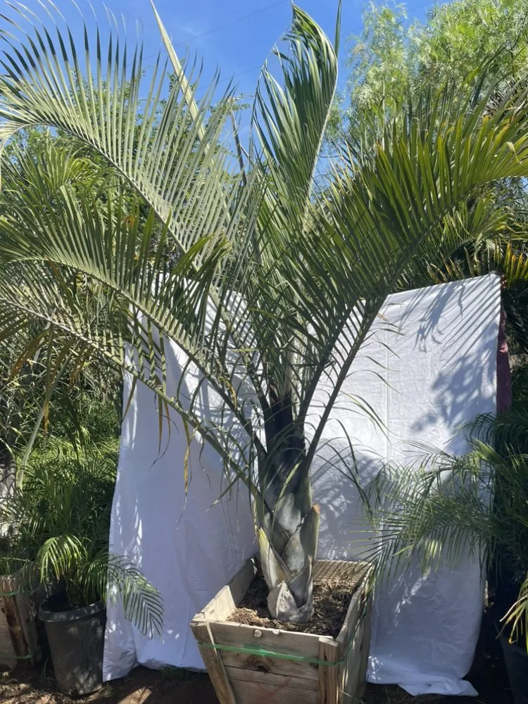 Affordable yard cleanup service for residential properties in El Cajon, CA by Ernesto Romero’s Nursery