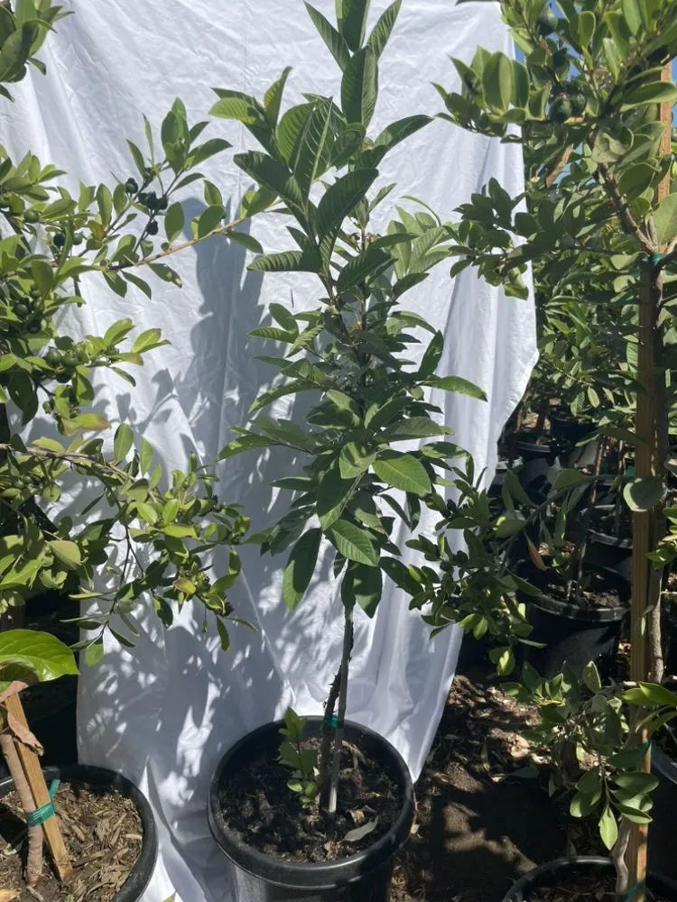 Top-rated garden landscaping for year-round maintenance in El Cajon, CA by Ernesto Romero’s Nursery