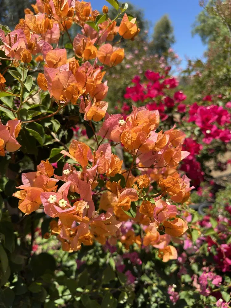 Top-rated outdoor landscaping experts serving El Cajon, CA - Ernesto Romero’s Nursery