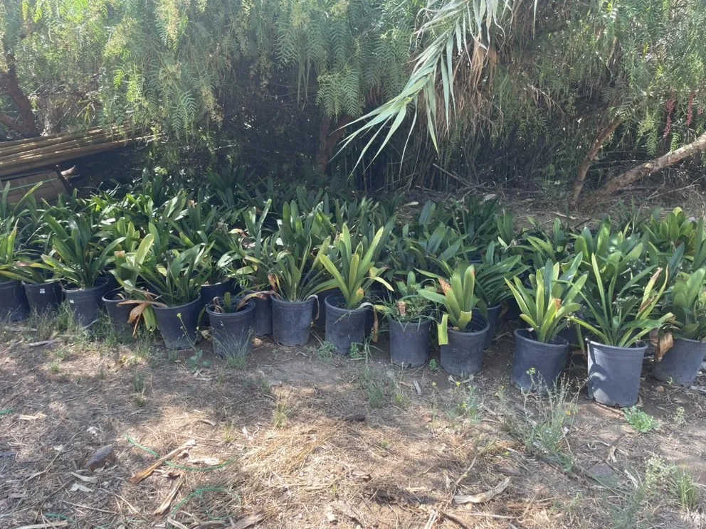 Reliable lawn mowing service in El Cajon, CA - Ernesto Romero’s Nursery