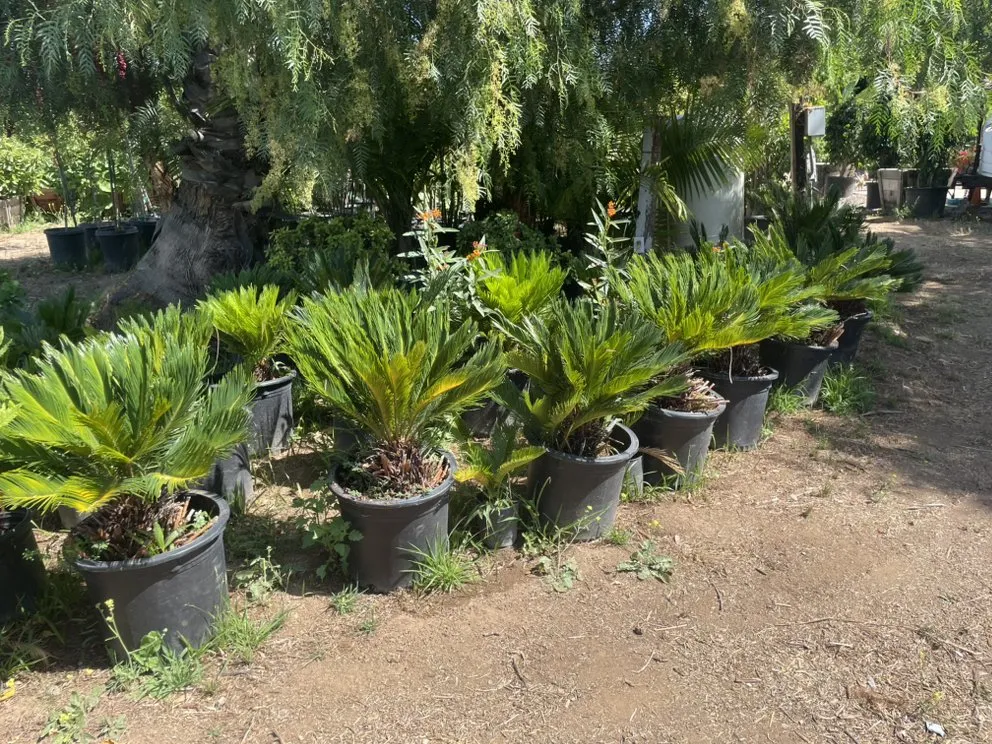 Trusted outdoor landscaping in El Cajon, CA - Ernesto Romero’s Nursery